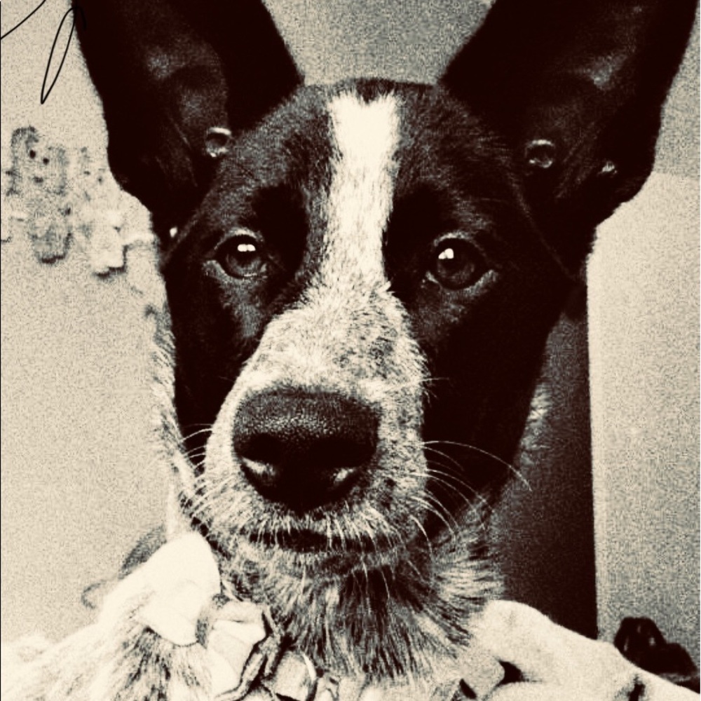 Meet your Posher, Brynn